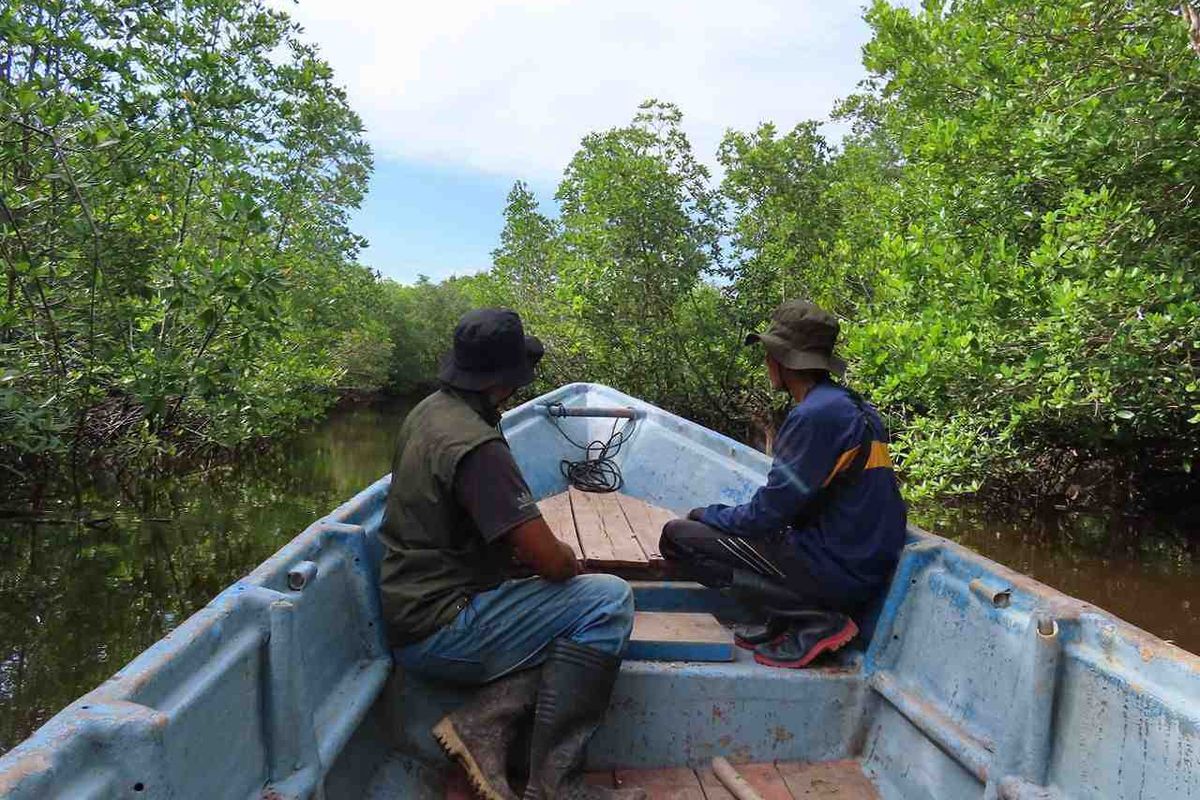 5.858 Hektar Lahan Mangrove di Riau Direhabilitasi pada 2024-2027