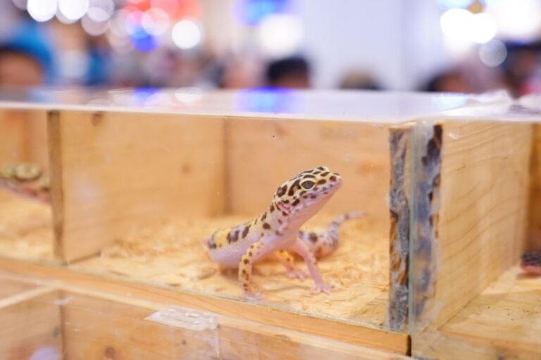 pameran-reptil-jadi-sorotan-unik-di