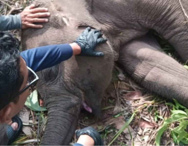kabar-duka-tari-anak-gajah-kesaya