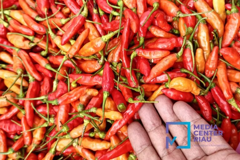 harga-cabai-merah-picu-inflasi-sek