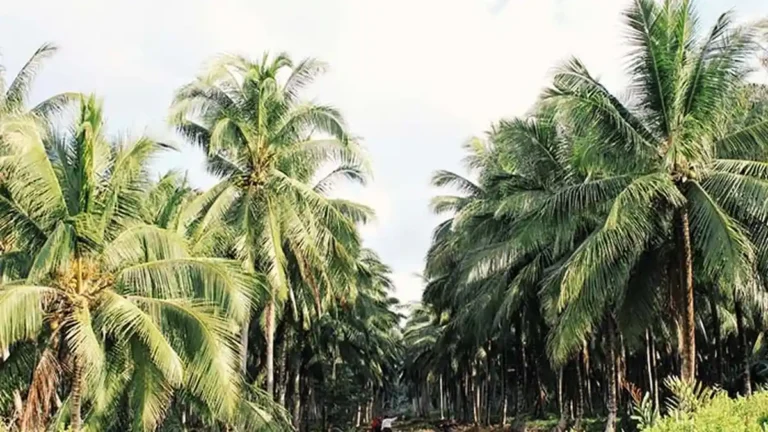 kebun-kelapa-di-inhil