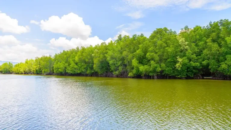 mangrove-serap-emisi-karbon