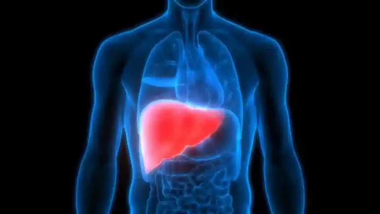 Ilustrasi-organ-hati-liver-sebagai-tempat-cadangan-glukosa-tubuh