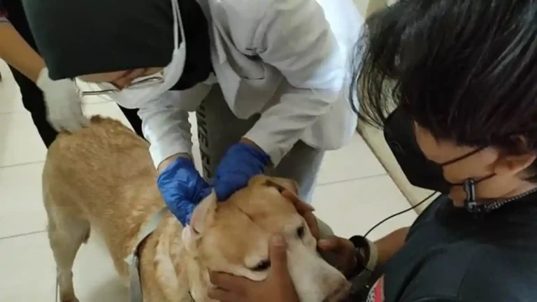 Dinas-PKH-Riau-vaksinasi-rabies-di-Riau