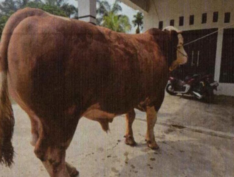 13-sapi-sapi-jumbo-dari-riau-diusul