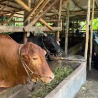 Sapi-kurban-di-satu-peternakan-hewan-kurban-di-Rumbai (1)