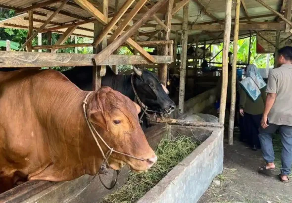 Sapi-kurban-di-satu-peternakan-hewan-kurban-di-Rumbai (1)