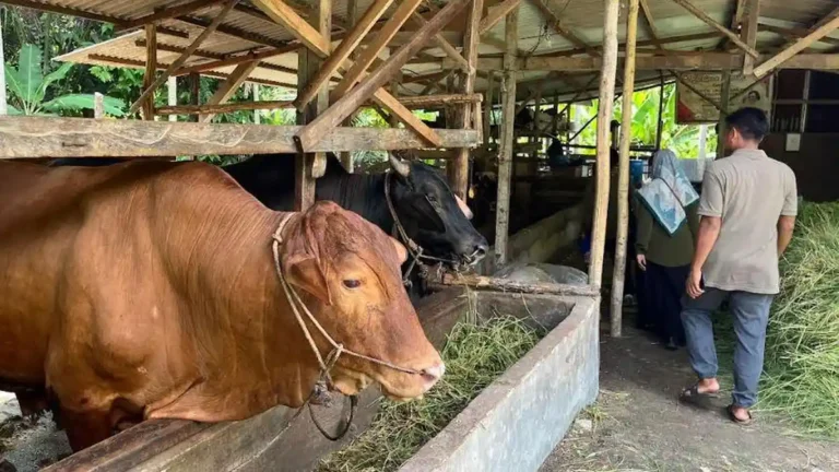 Sapi-kurban-di-satu-peternakan-hewan-kurban-di-Rumbai (1)