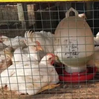 Ayam-ras-pedagang-Jalan-Cipta-Karya-Pekanbaru