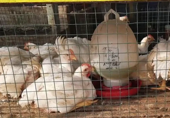 Ayam-ras-pedagang-Jalan-Cipta-Karya-Pekanbaru