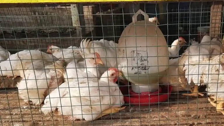 Ayam-ras-pedagang-Jalan-Cipta-Karya-Pekanbaru