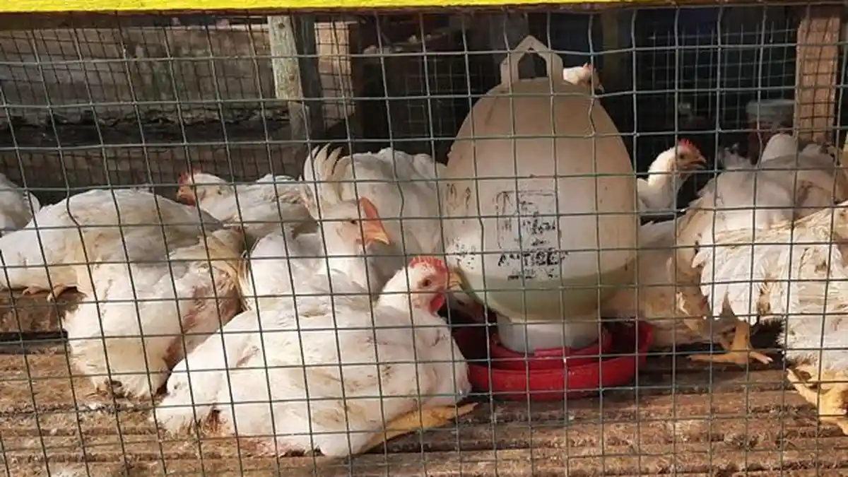 Ayam-ras-pedagang-Jalan-Cipta-Karya-Pekanbaru